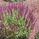Salvia - Assorted Varieties