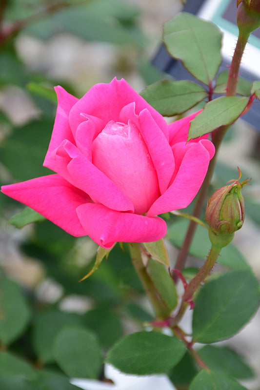 Pink Double Knockout Rose