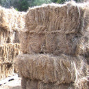 Salt Marsh Hay