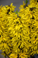 Forsythia Show Off Sugar Baby