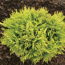 Anna's Magic Ball Arborvitae