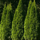 Emerald Green Arborvitae