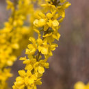Forsythia Show Off