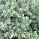 Blue Star Juniper