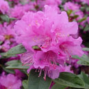 PJM Elite Rhododendron