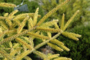 Skylands Oriental Spruce