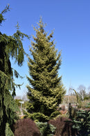 Skylands Oriental Spruce