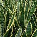 Snake Plants - Sansevieria