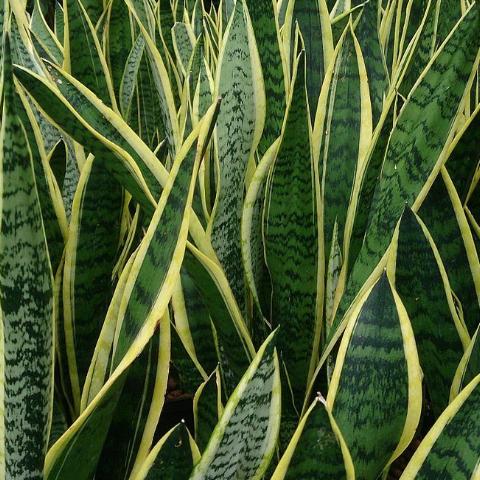 Snake Plants - Sansevieria