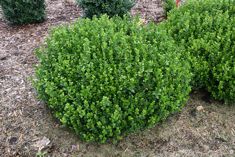 Sprinter Boxwood