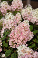 Strawberry Sundae Hydrangea