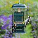 Squirrel Buster Suet Bird Feeder