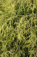 Sungold Falsecypress