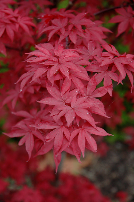 Twombly's Red Sentinel Japanese Maple