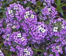 4" Alyssum
