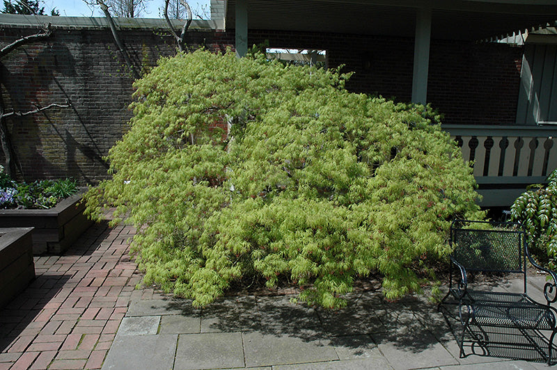 Acer Palmatum Waterfall Japanese Maple