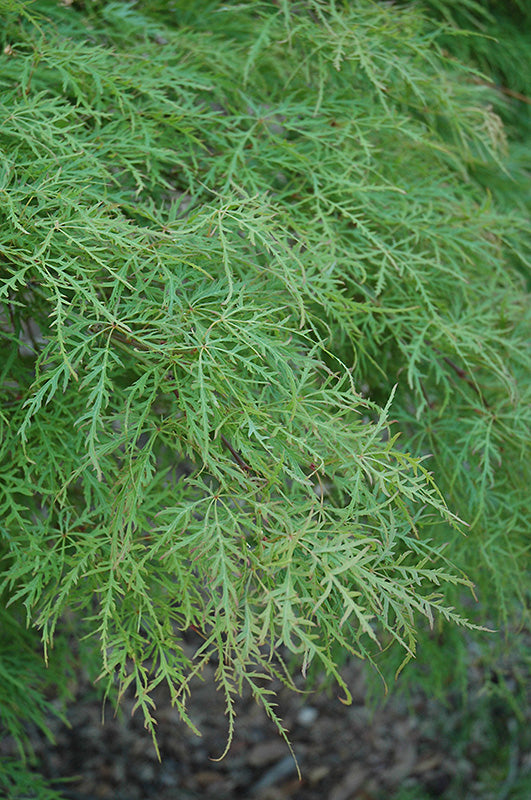 Acer Palmatum Waterfall Japanese Maple