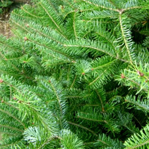 5 to 6' Fresh Balsam Christmas Tree