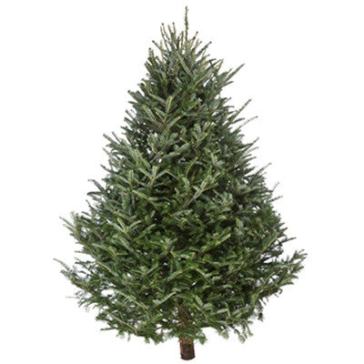 7 to 8' Fresh Balsam Christmas Tree