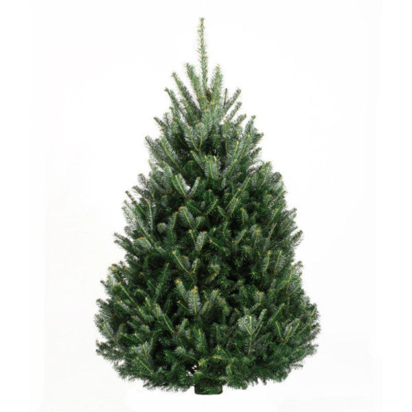 6-7' Premium Fresh Fraser Fir Christmas Tree